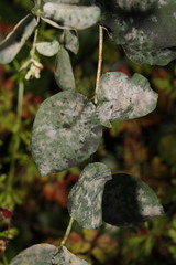 Erysiphe symphoricarpi