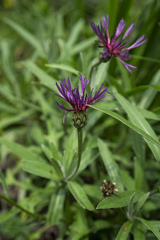 Centaurea stricta