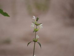 Galeopsis segetum