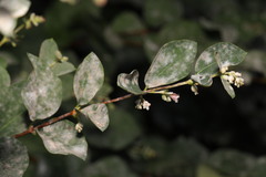 Erysiphe symphoricarpi