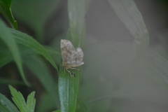 Metarranthis indeclinata