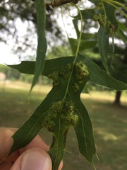 Melikaiella ostensackeni