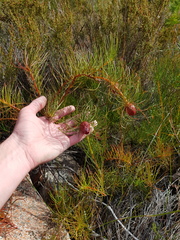 Protea pityphylla