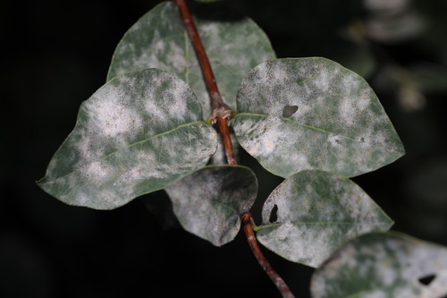 snowberry powdery mildew