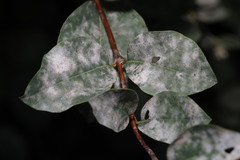 Erysiphe symphoricarpi