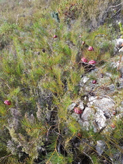 Protea pityphylla