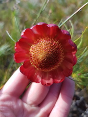 Protea pityphylla