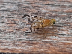 Acidia cognata