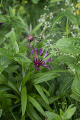 Centaurea stricta