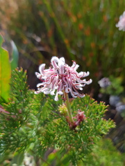 Serruria pedunculata