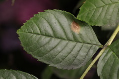 Dasineura fraxinea