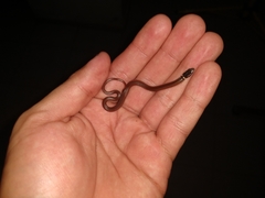 Coniophanes meridanus