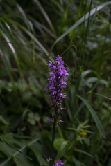 Dactylorhiza majalis
