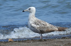 Larus argentatus