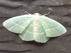 Nemoria rubrifrontaria