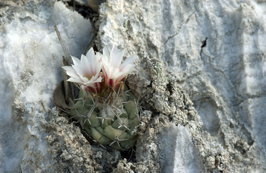 Turbinicarpus hoferi