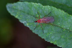 Empis stercorea