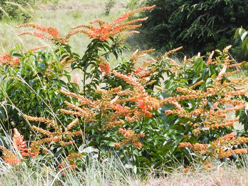 Combretum bracteatum