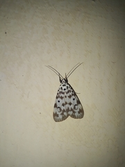 Sommeria marchalii
