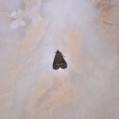 Noctuidae