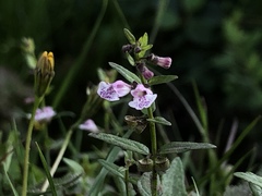 Scutellaria minor