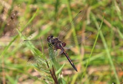 Celithemis ornata