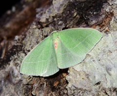 Chlorosea banksaria