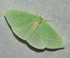 Chlorosea banksaria
