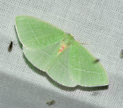 Chlorosea banksaria