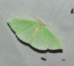 Chlorosea banksaria
