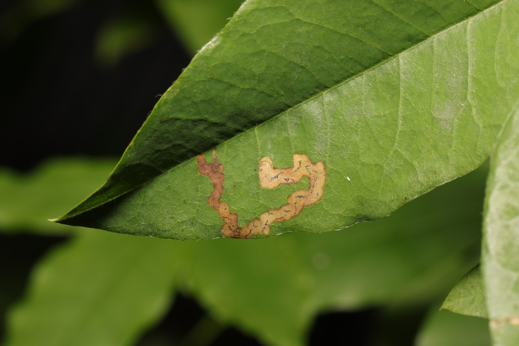 Phytomyza cytisi