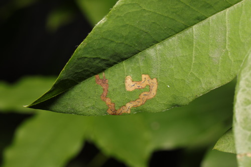 Phytomyza cytisi