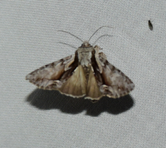 Hyppa