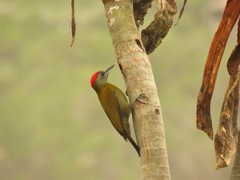 Chloropicus griseocephalus