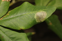 Leucoptera laburnella