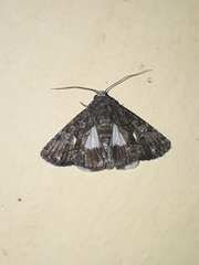 Aedia leucomelas