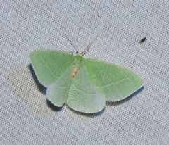 Chlorosea banksaria