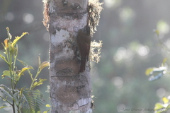 Lepidocolaptes lacrymiger