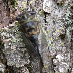 Neotibicen canicularis
