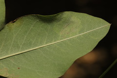 Leucoptera laburnella