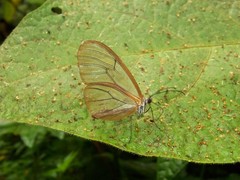 Godyris panthyale quinta