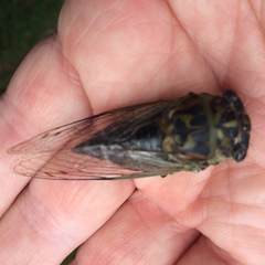 Neotibicen canicularis
