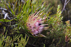 Protea pudens