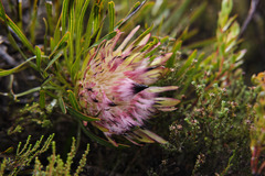 Protea pudens