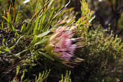 Protea pudens