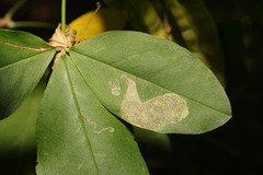 Leucoptera laburnella