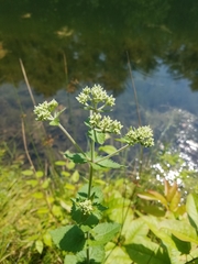Eupatorium rotundifolium
