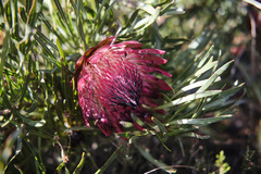 Protea pudens