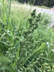 Cyclachaena xanthiifolia