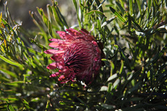 Protea pudens